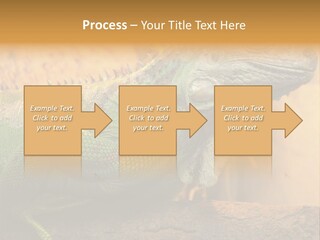 Glass Wild Wildlife PowerPoint Template