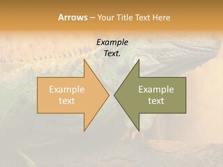 Glass Wild Wildlife PowerPoint Template