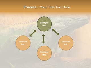 Glass Wild Wildlife PowerPoint Template