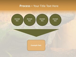 Glass Wild Wildlife PowerPoint Template