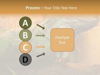 Glass Wild Wildlife PowerPoint Template