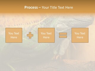 Glass Wild Wildlife PowerPoint Template