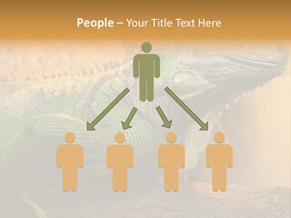 Glass Wild Wildlife PowerPoint Template