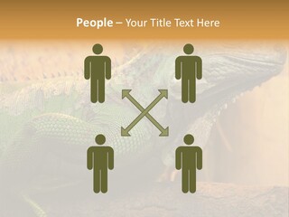 Glass Wild Wildlife PowerPoint Template