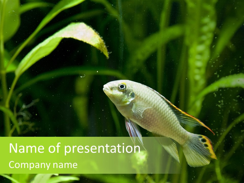 Freshwater Fresh Root PowerPoint Template