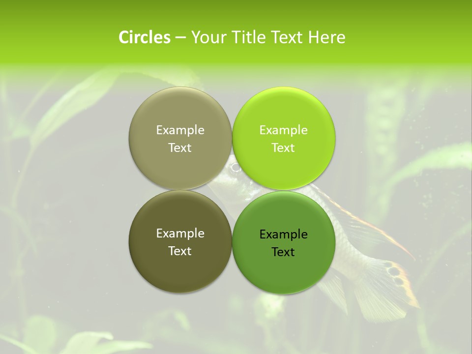 Freshwater Fresh Root PowerPoint Template