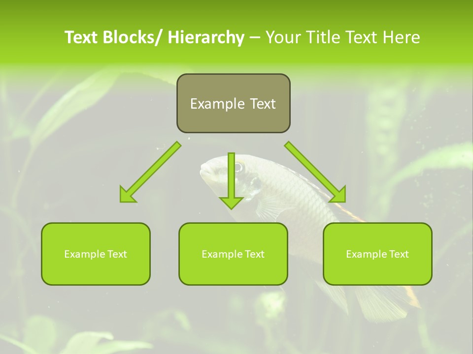 Freshwater Fresh Root PowerPoint Template