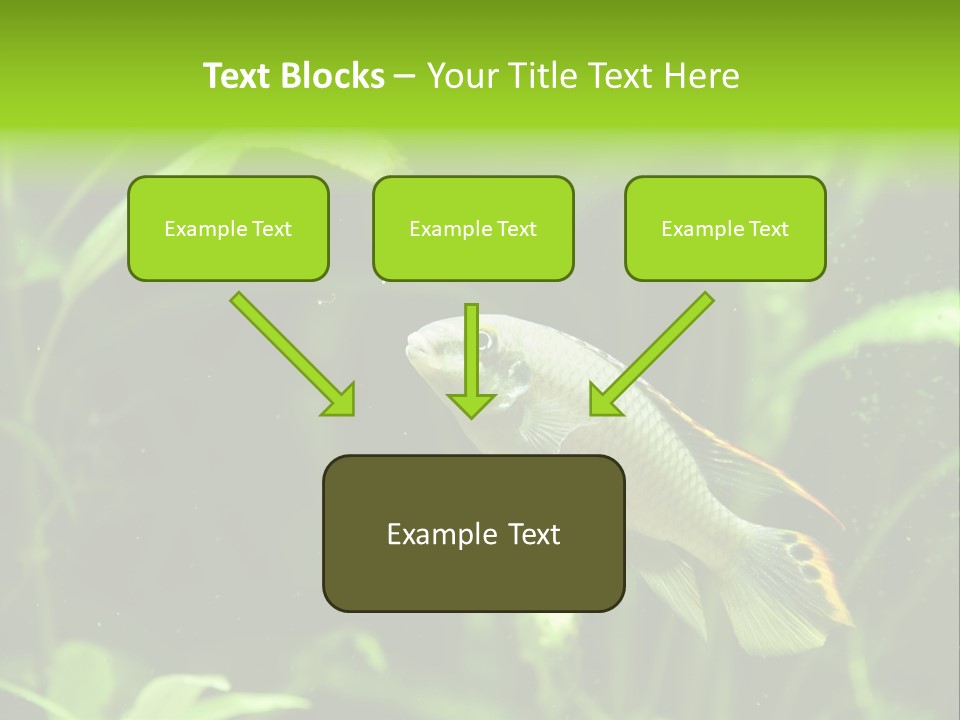 Freshwater Fresh Root PowerPoint Template
