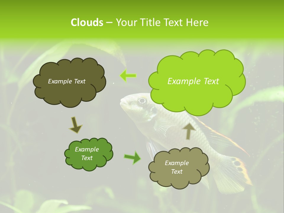 Freshwater Fresh Root PowerPoint Template