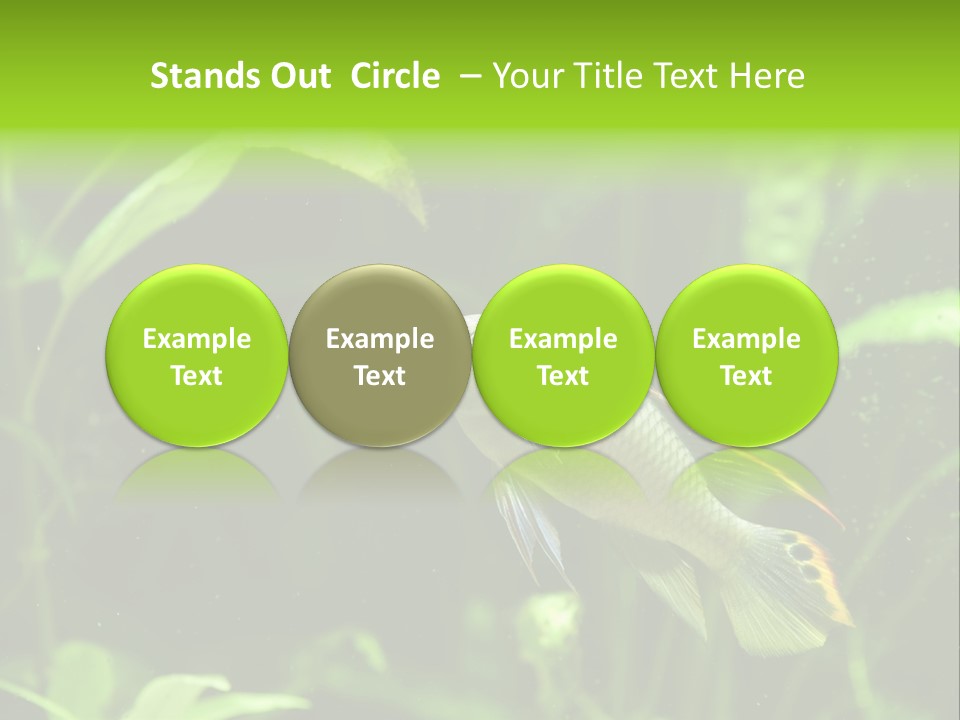 Freshwater Fresh Root PowerPoint Template