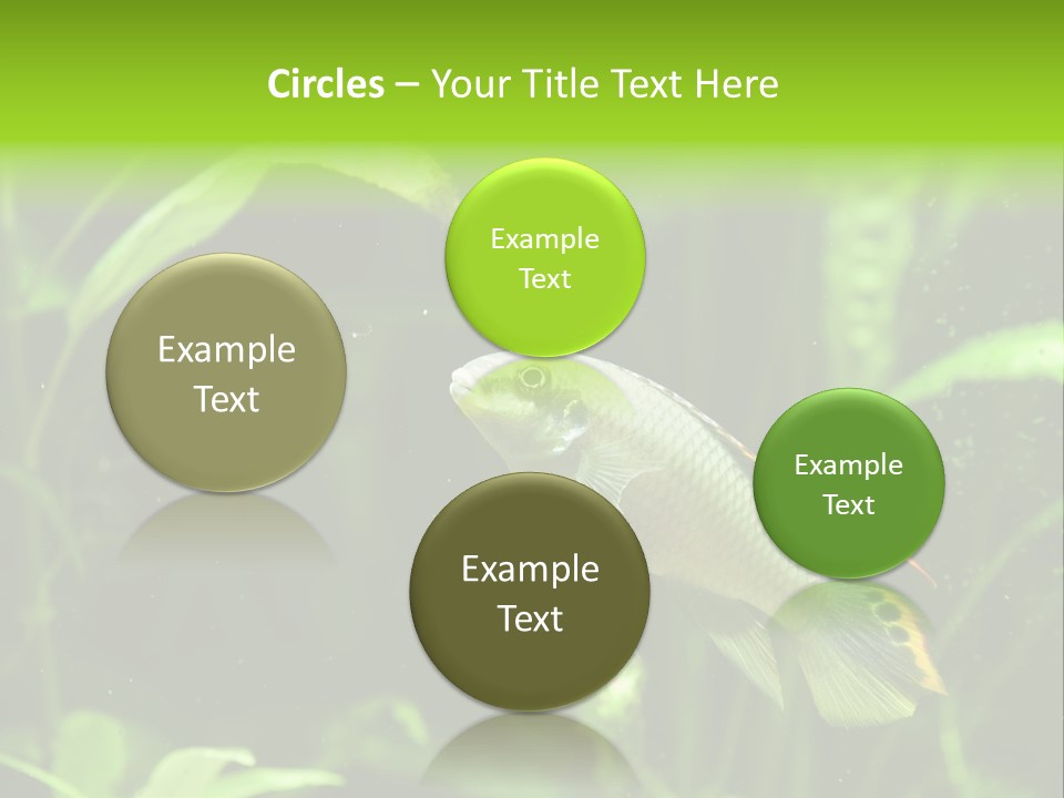 Freshwater Fresh Root PowerPoint Template