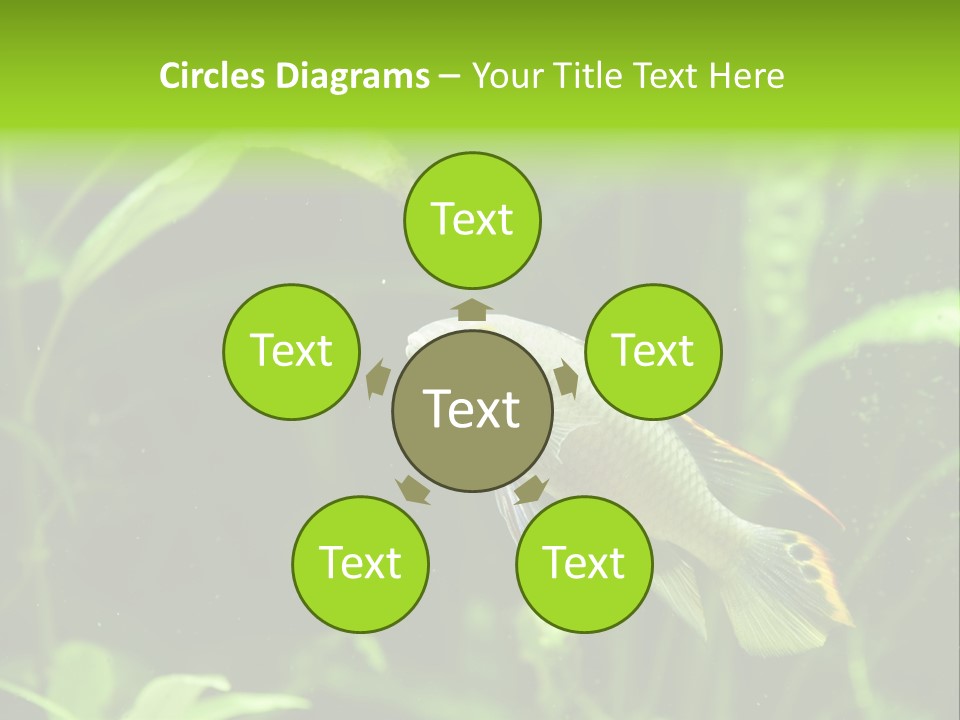 Freshwater Fresh Root PowerPoint Template