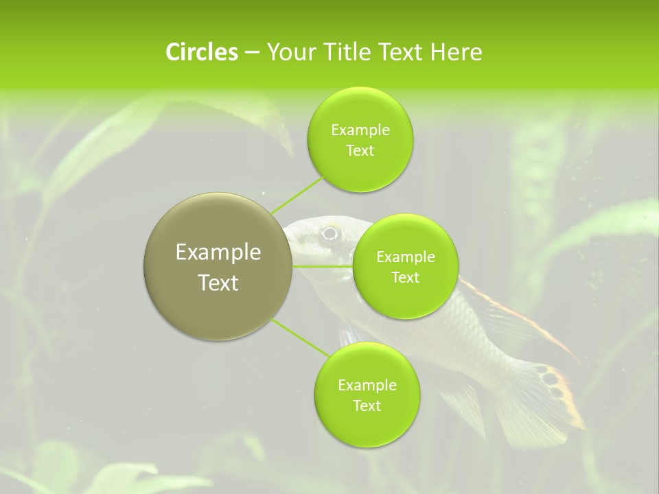 Freshwater Fresh Root PowerPoint Template