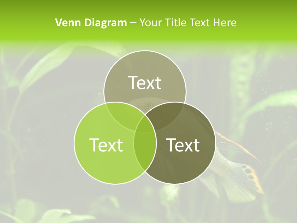 Freshwater Fresh Root PowerPoint Template