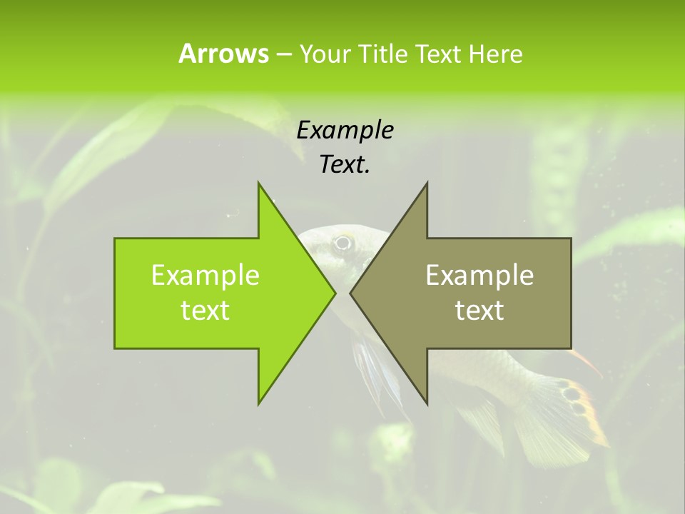 Freshwater Fresh Root PowerPoint Template