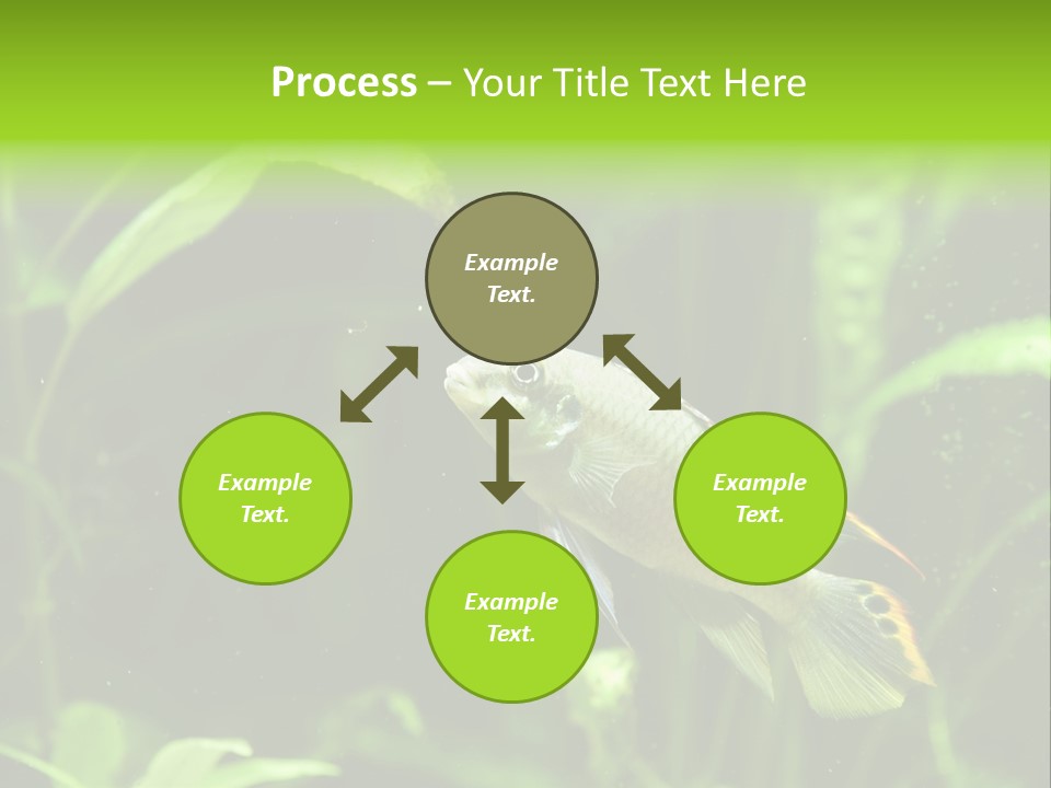 Freshwater Fresh Root PowerPoint Template