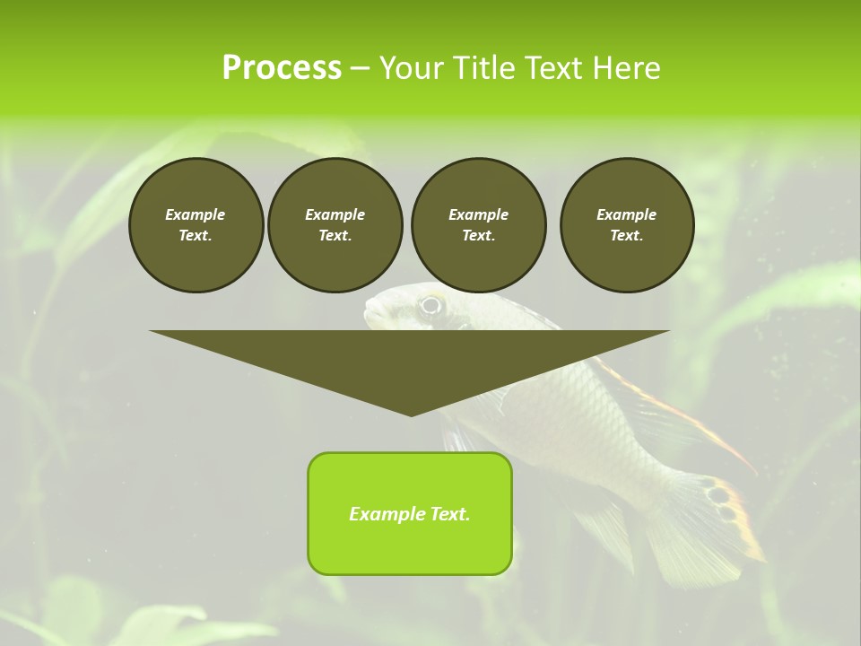 Freshwater Fresh Root PowerPoint Template