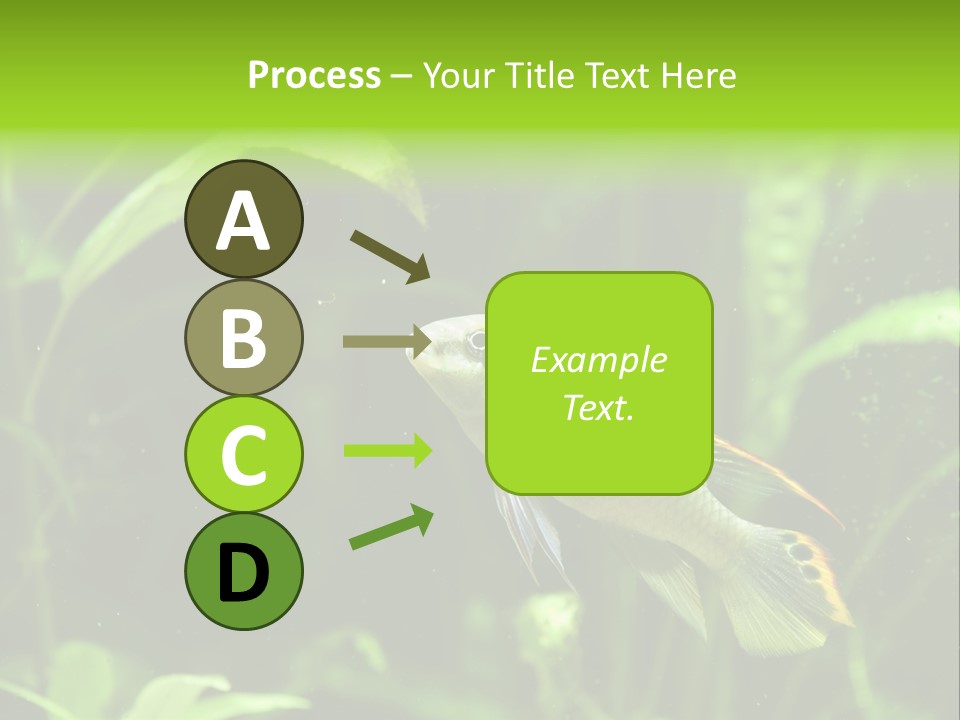 Freshwater Fresh Root PowerPoint Template