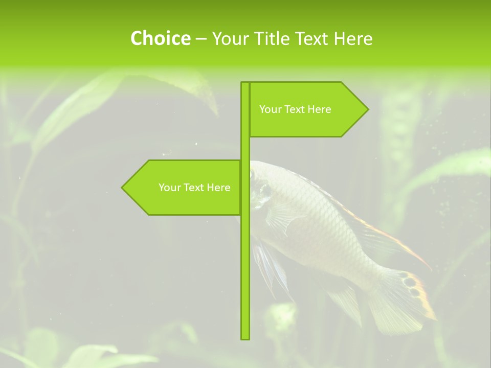 Freshwater Fresh Root PowerPoint Template