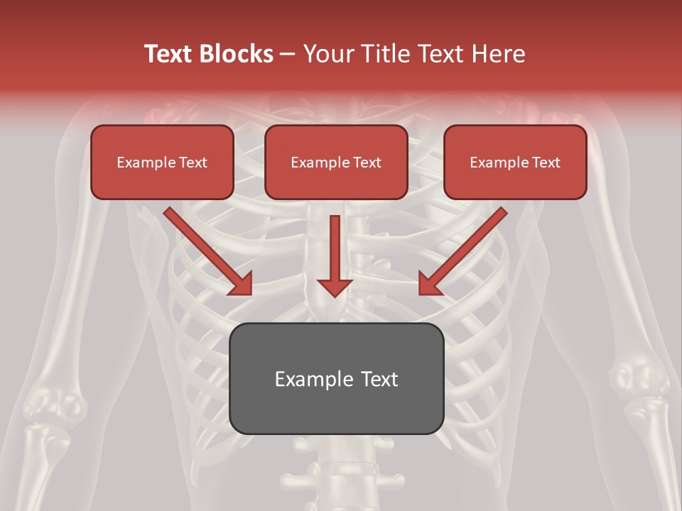 Skin Skeleton Biology PowerPoint Template
