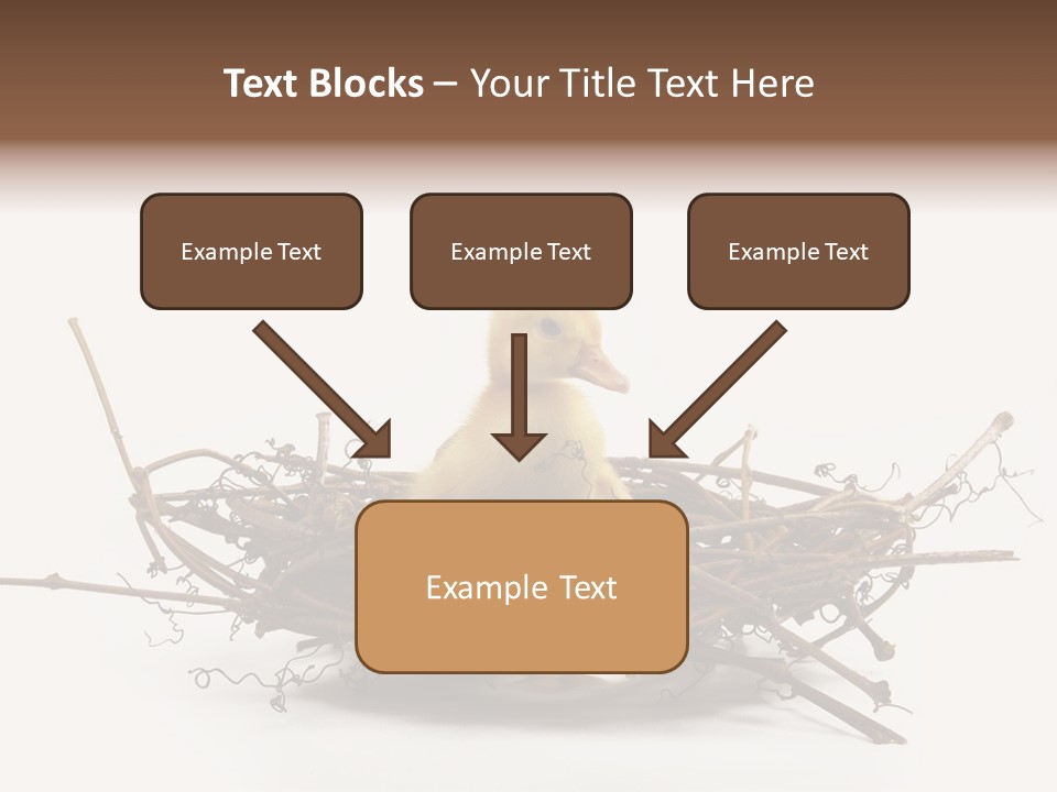 Webbed Beautiful Closeup PowerPoint Template