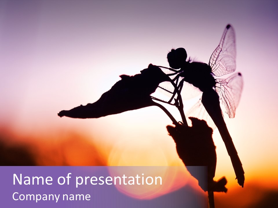 Dragonfly Protection Sleep PowerPoint Template