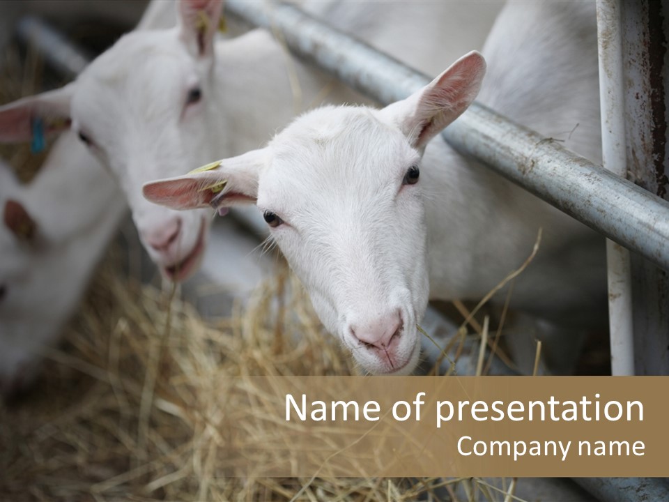 A Group Of Sheep Standing Next To Each Other In A Pen PowerPoint Template