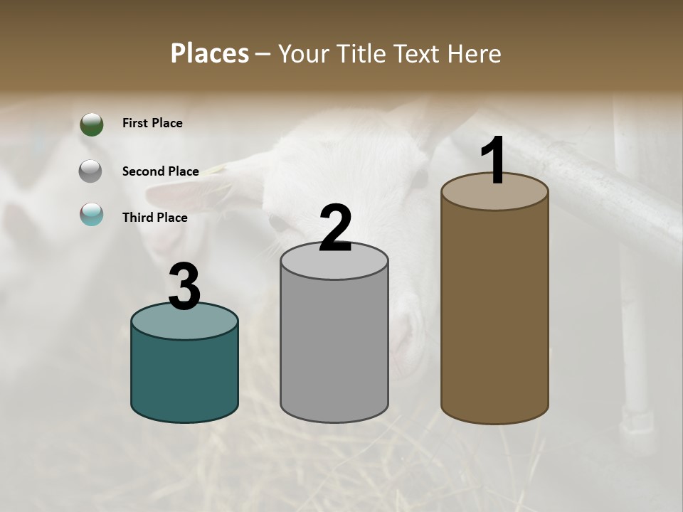 A Group Of Sheep Standing Next To Each Other In A Pen PowerPoint Template
