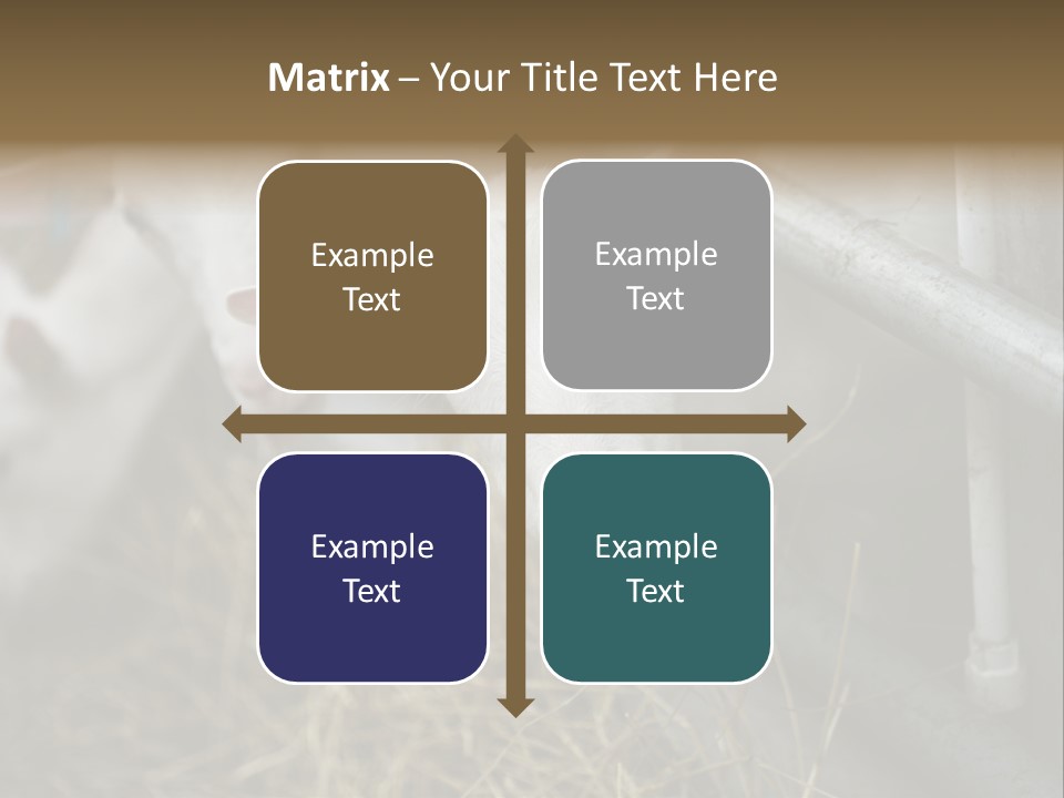 A Group Of Sheep Standing Next To Each Other In A Pen PowerPoint Template