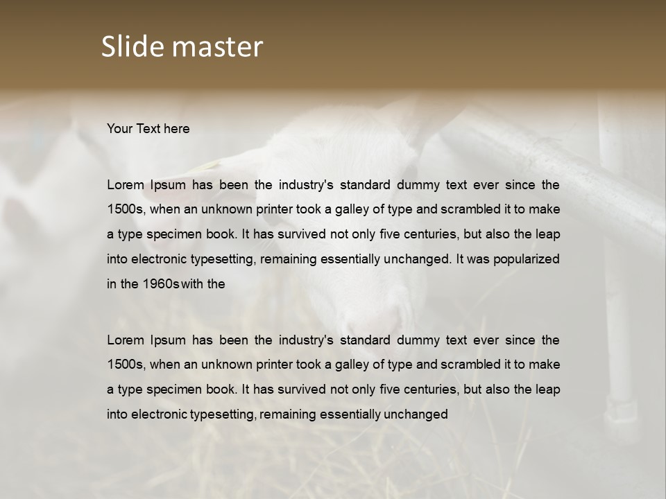 A Group Of Sheep Standing Next To Each Other In A Pen PowerPoint Template