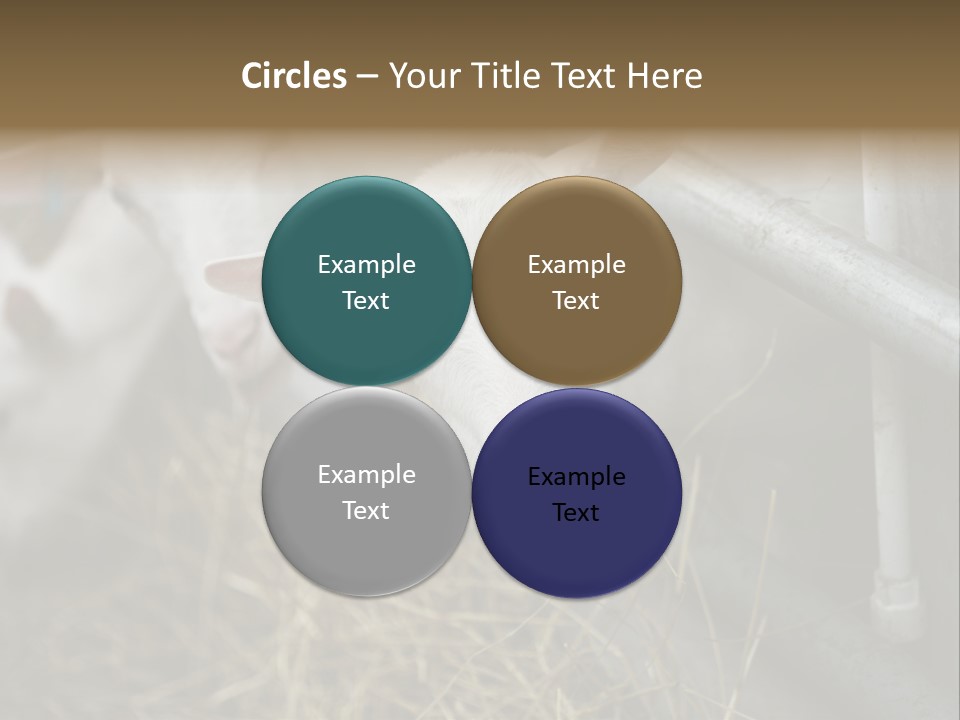 A Group Of Sheep Standing Next To Each Other In A Pen PowerPoint Template