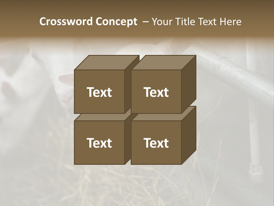 A Group Of Sheep Standing Next To Each Other In A Pen PowerPoint Template
