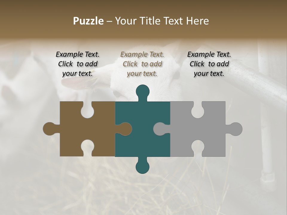 A Group Of Sheep Standing Next To Each Other In A Pen PowerPoint Template