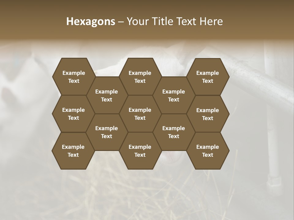 A Group Of Sheep Standing Next To Each Other In A Pen PowerPoint Template