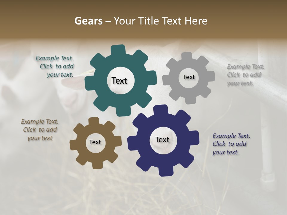 A Group Of Sheep Standing Next To Each Other In A Pen PowerPoint Template