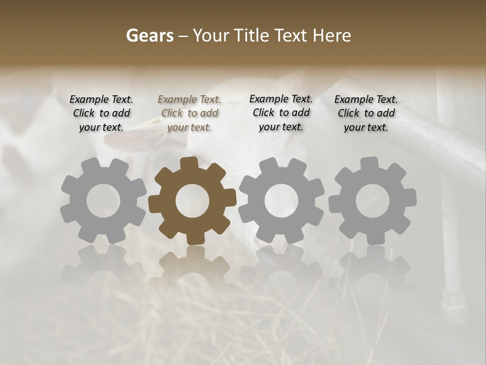 A Group Of Sheep Standing Next To Each Other In A Pen PowerPoint Template