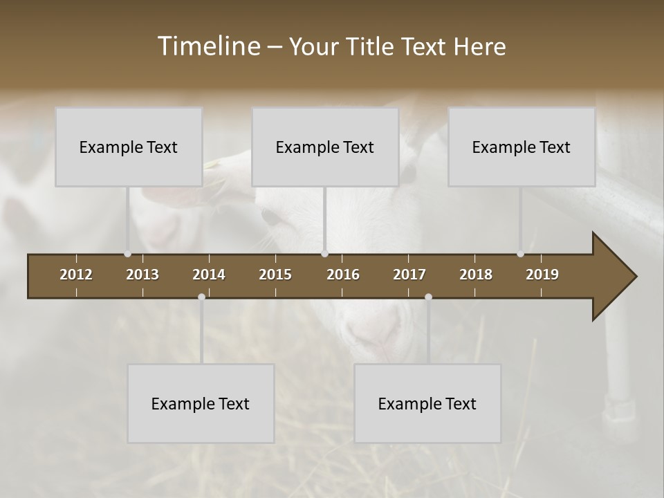 A Group Of Sheep Standing Next To Each Other In A Pen PowerPoint Template
