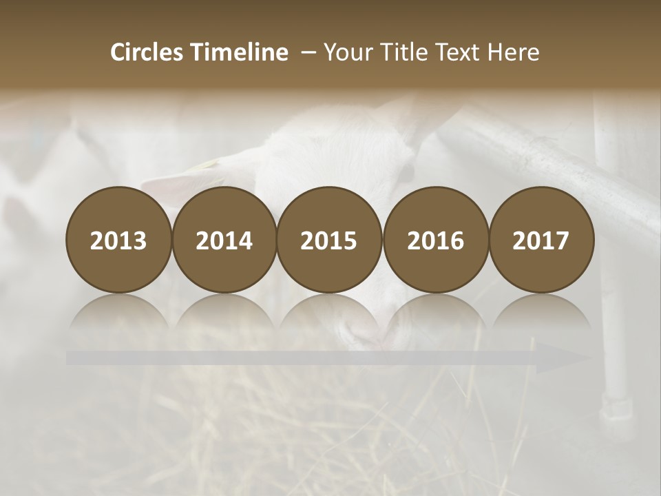 A Group Of Sheep Standing Next To Each Other In A Pen PowerPoint Template