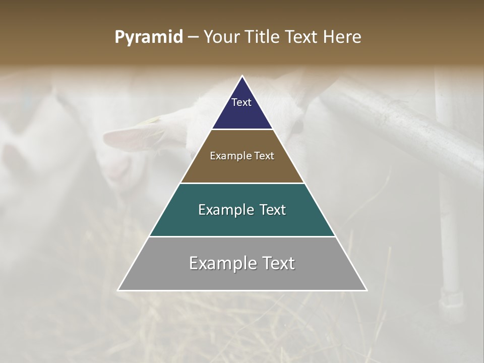 A Group Of Sheep Standing Next To Each Other In A Pen PowerPoint Template