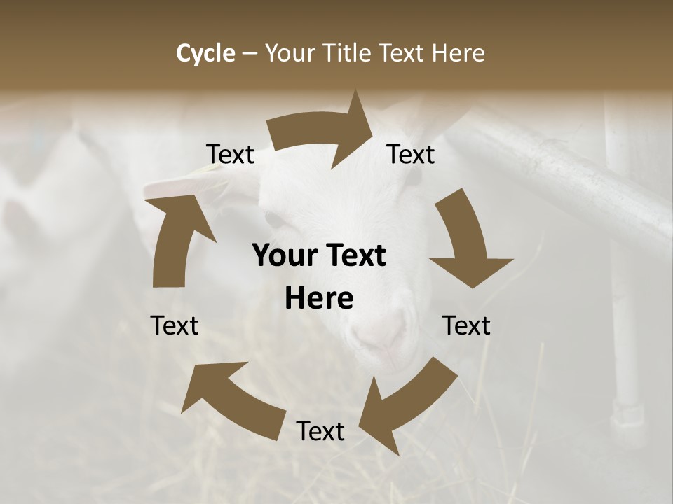 A Group Of Sheep Standing Next To Each Other In A Pen PowerPoint Template