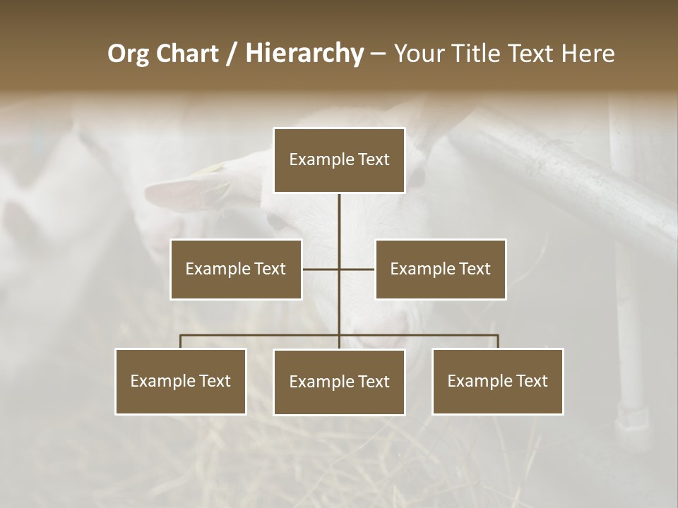 A Group Of Sheep Standing Next To Each Other In A Pen PowerPoint Template