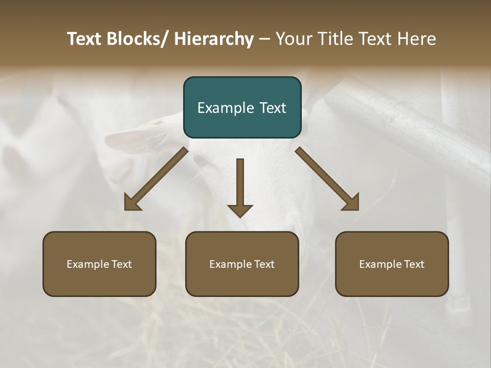 A Group Of Sheep Standing Next To Each Other In A Pen PowerPoint Template