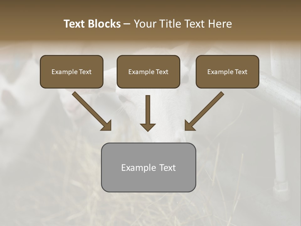 A Group Of Sheep Standing Next To Each Other In A Pen PowerPoint Template
