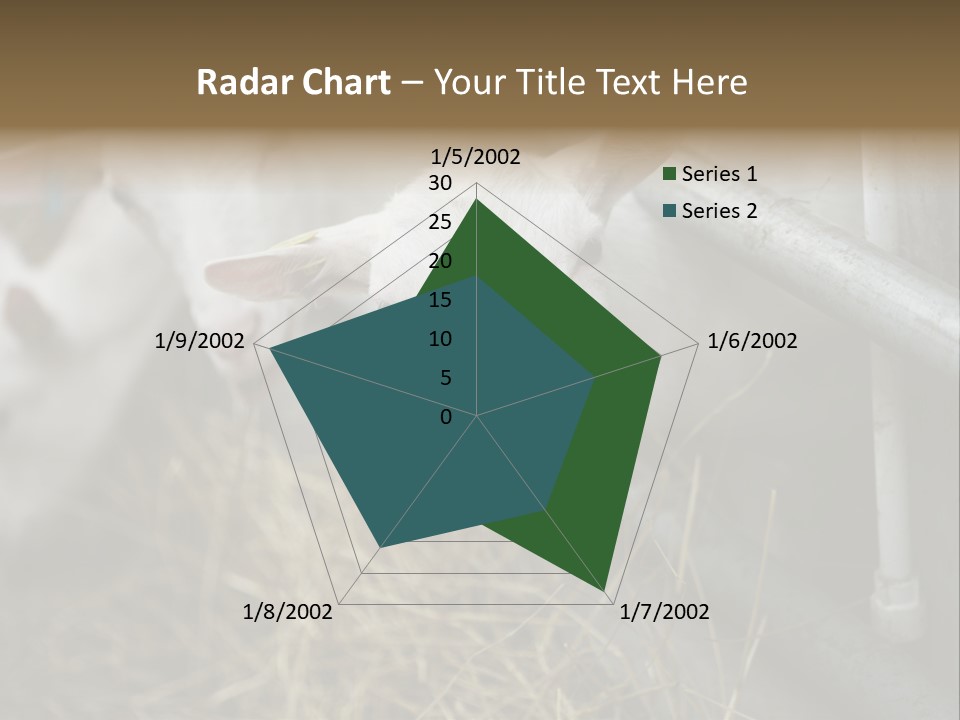 A Group Of Sheep Standing Next To Each Other In A Pen PowerPoint Template