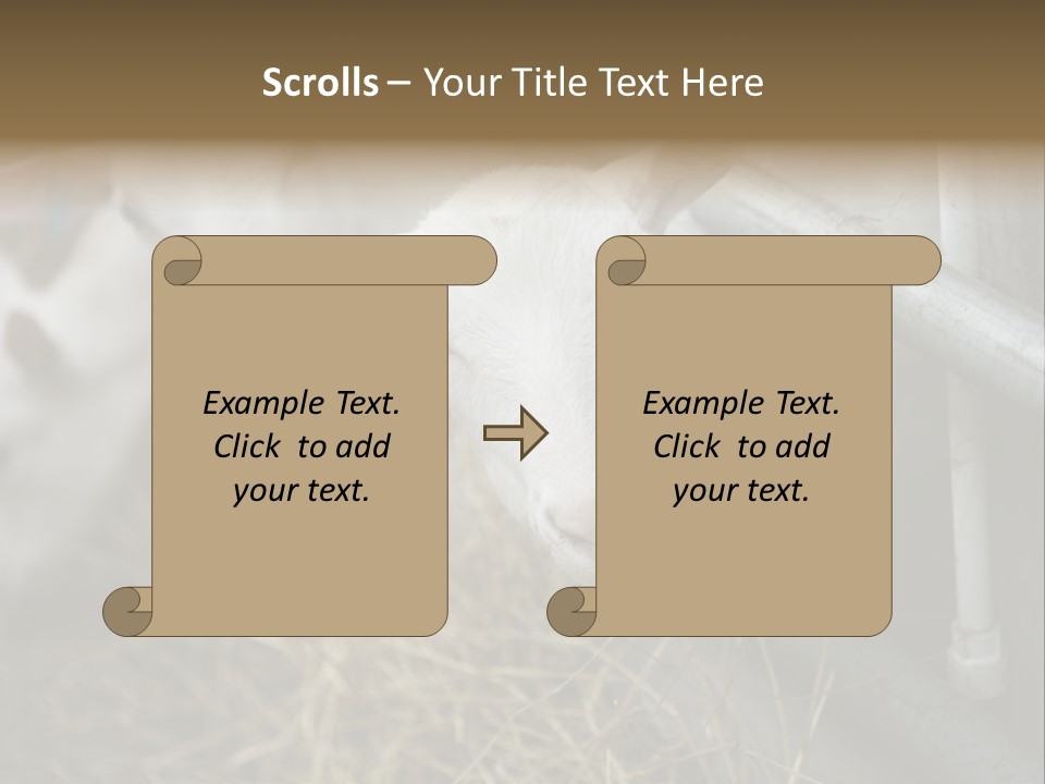 A Group Of Sheep Standing Next To Each Other In A Pen PowerPoint Template