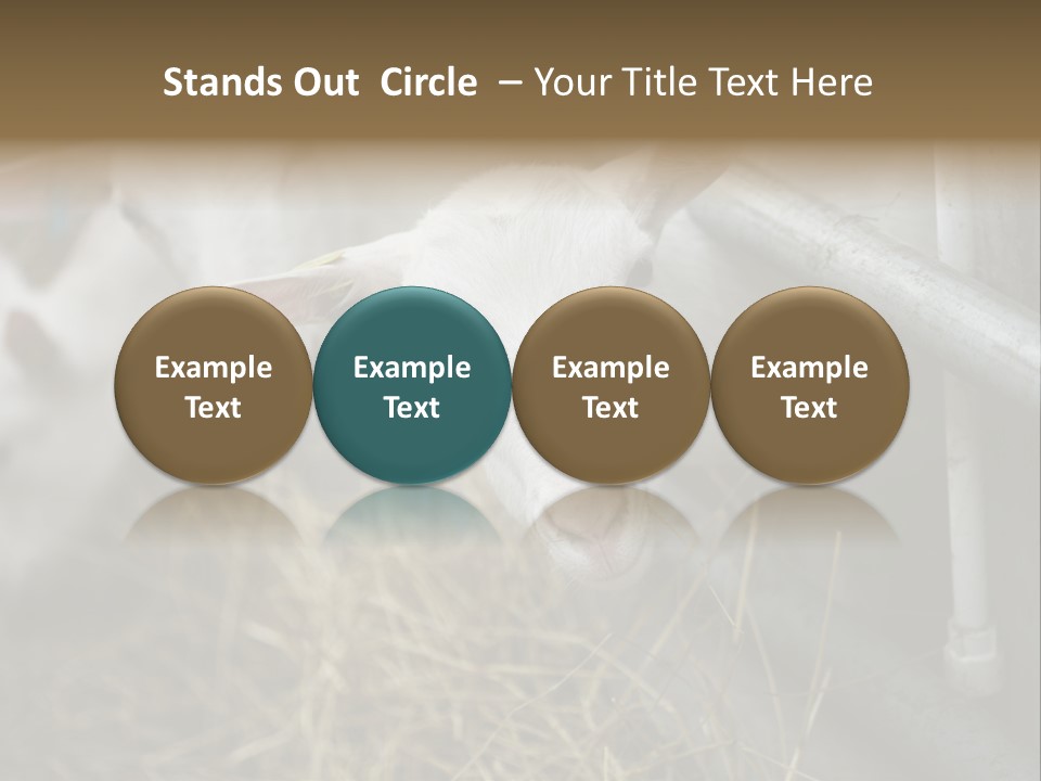 A Group Of Sheep Standing Next To Each Other In A Pen PowerPoint Template