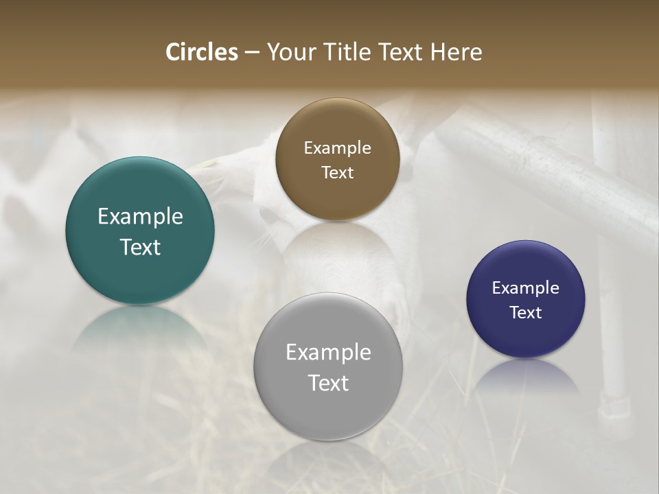 A Group Of Sheep Standing Next To Each Other In A Pen PowerPoint Template