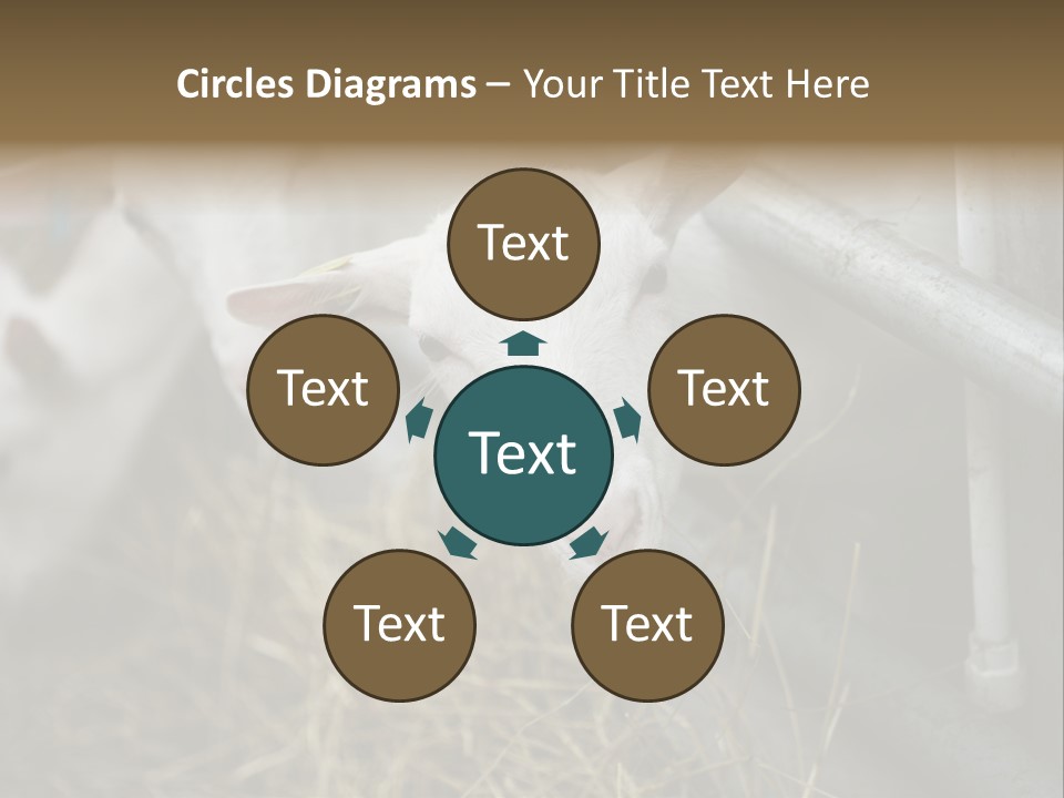 A Group Of Sheep Standing Next To Each Other In A Pen PowerPoint Template