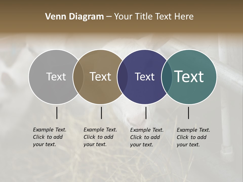 A Group Of Sheep Standing Next To Each Other In A Pen PowerPoint Template