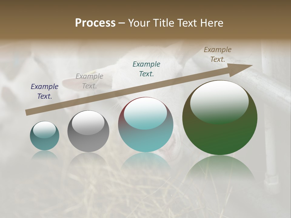 A Group Of Sheep Standing Next To Each Other In A Pen PowerPoint Template